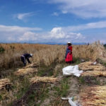 Puno: Comunidades andinas y autogestión en tiempos de pandemia