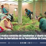 IDECA realiza cosecha de zanahorias y charla sobre el cultivo de hortalizas en la Parcialidad de Cangachi