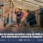 Cangachi | Siembra de nuevas hortalizas a más de 4000 m.s.n.m. en el invernadero comunal de Cangachi